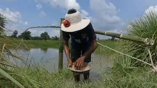 Primitive fishing|| fish trap primitive method|| lots of fish || basket fishing