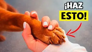 12 Formas de Decirle “Te Amo” a Tu Perro (NO Todas las Entiende… Estas Sí)