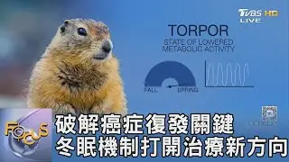 破解癌症復發關鍵 冬眠機制打開治療新方向｜FOCUS午間新聞 20260101 @tvbsfocus