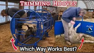 Sheep Therapy & Hoof Trimming Showdown: Tilt Table vsTraditional Method!| Daily Sheep Farming Vlog