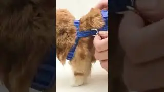 Cat Harness Leash Collar Set Adjustable Cartoon