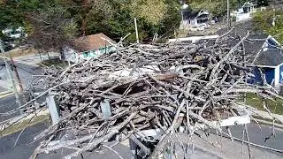 Colonial Beach Osprey Nest Cam