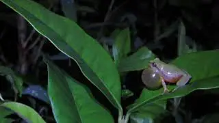 Raorchestes akroparallagi