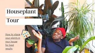 Houseplant tour | Indoor plant placement | Making the best use of your space 🌿