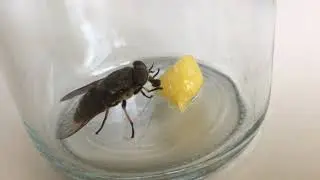 Large fly eats a nectarine