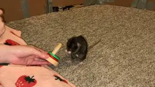 My smart pet rat Cracker is learning to play ring toss!