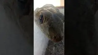 lizard | Gecko | chipkali | village life | mini vlog part 27 #villagelife