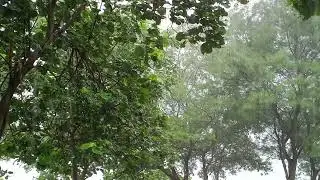 Hujan Setiap Hari Sungguh Membosankan