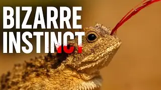 The Lizard That Shoots Blood &ndash; Bizarre Animal Instincts Explained