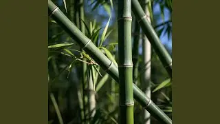 Bouncy Bamboo