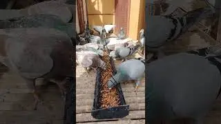 Homing pigeon hobby