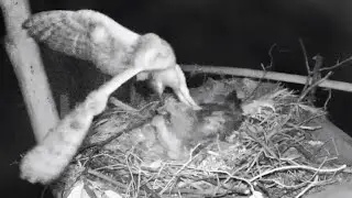Barn Owl Attacks Zilla! - Animals Moments