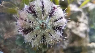 Tripneustes gratilla &ndash; Pfaffenhut Seeigel