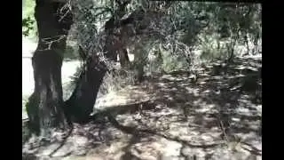 johnny ringo gravesite 19 06 12