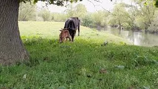 Auerochs baby calf bull Taurus-next-generation: New born Bull today:-) His father is DarthVaderIII.