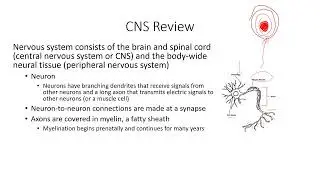 Physical, Perceptual, and Motor Development in Infancy and Early Childhood