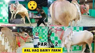AL- HAQ DAIRY FARM || PART-2 VLOGS( 3 BIGGEST OXX FOR SALE GOLBARI @ARMaani7  KOLKATA COW 2025