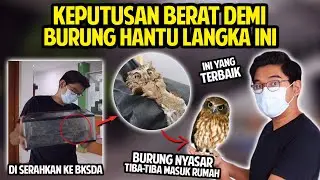 KEPUTUSAN BERAT DEMI BURUNG HANTU LANGKA YANG NYASAR KE RUMAH! AKU SERAHKAN KE BKSDA!