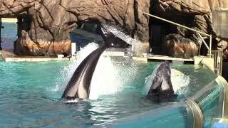 Shouka and Makani's Perimeter Tumble - Orca Encounter at SeaWorld San Diego - November 17, 2020