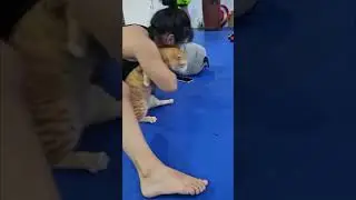 Cats Doing Sports!