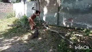 Cleaning garden my home /Tree cutting @Fozia Goraya official.