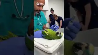 Larry in hospital 🤣🤣🤣 #viral #funny #talkingparot #hospital #birds #nonstoptalkingparrot