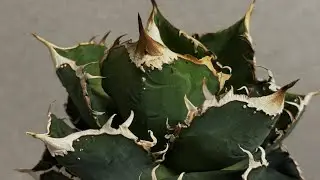 20260119 アガベ・チタノタ 繁星（小株）-048｜agave titanota star‐studded