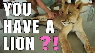 CHINESE BOSS BUILT A LION CAFE IN CHIANG MAI THAILAND 🦁