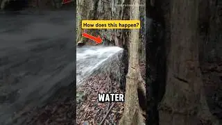 Water coming out of a tree #nature #shorts
