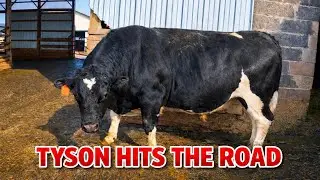 Switching BULLS Out!