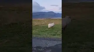 Iceland sheep #adventure #womenover60 #solotravel #travel