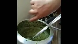 Nettle (sisnu ko dal)