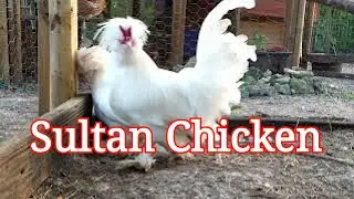 The Sultan Chicken
