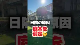 【1月】芝生生育ことはじめ 庭木を切るとこんなに太陽が当たる