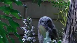 First Day Beyond the Nest African Spotted Eagle Owl Fledgling