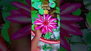 Flowers Of My Life 🌼🌸🌻 #flowers #nature #explorepage #colour #trending #viral #love #youtube