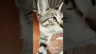 Noa la m&aacute;s peque&ntilde;a de todos #cat #gatitoshaciendocosas #cute #gatitostiernos #catlover #gatitogatito