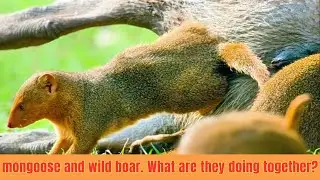 Incredible cooperation between animals | Discover Wildlife