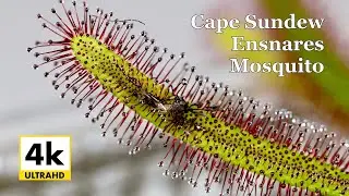 Carnivorous Plant Eats Mosquito // 4k Time-lapse