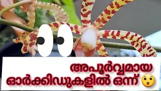 Arachnis Maggie Oei / spider orchid flower/ 🕷 🕸 orchid @itsmeshruthy #pleasesubscribe