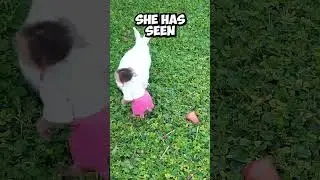 Baby Monkey Plays With Bunny Rabbit (Credits: BabyMonkeyMoon On TikTok)