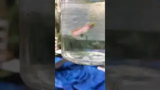 Guppys Pink endler😍😍😍
