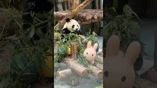 Shanghai Wild Animal Park 🐼 #shanghai #China #travel #animals #cute #panda #cutepanda #pets