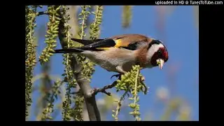 Vogelgesang: Stieglitz (Carduelis carduelis)