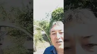 Podar ou n&atilde;o a Pitaya