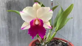 Cattleya Rlc. Mem. Robert Strait x Rlc. Yen 24 Karat.