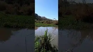#fishing #pescacombambu #fish