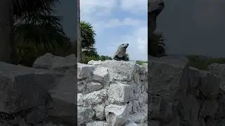 #ruinasmayas #tulum #mexico #iguanas #roadtrip #nature #wildanimals #centralamerica #fypシ #fyp #trip