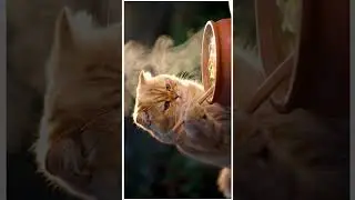 Golden Cat Cooking Soup in a Clay Pot #fluffygoldencat #cooking #villagekitchen