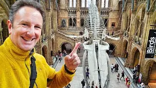 Inside London's Natural History Museum: Dinosaurs, Blue Whales & Food